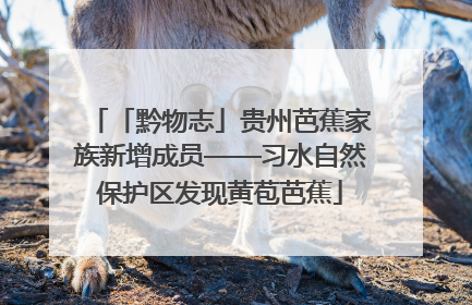 「黔物志」贵州芭蕉家族新增成员——习水自然保护区发现黄苞芭蕉