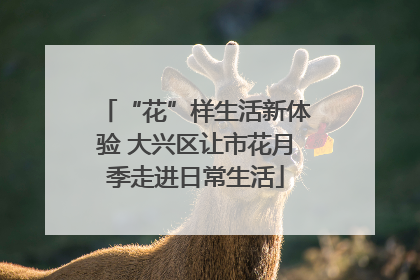 “花”样生活新体验 大兴区让市花月季走进日常生活
