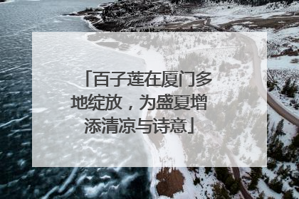 百子莲在厦门多地绽放，为盛夏增添清凉与诗意