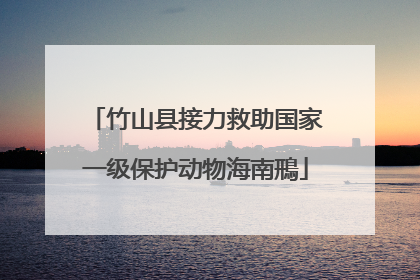 竹山县接力救助国家一级保护动物海南鳽