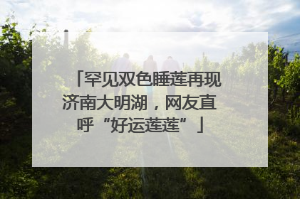 罕见双色睡莲再现济南大明湖，网友直呼“好运莲莲”