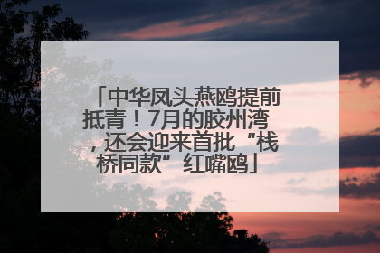 中华凤头燕鸥提前抵青！7月的胶州湾，还会迎来首批“栈桥同款”红嘴鸥