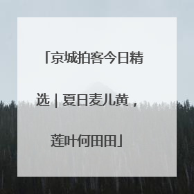 京城拍客今日精选｜夏日麦儿黄，莲叶何田田