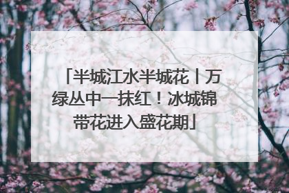 半城江水半城花丨万绿丛中一抹红！冰城锦带花进入盛花期