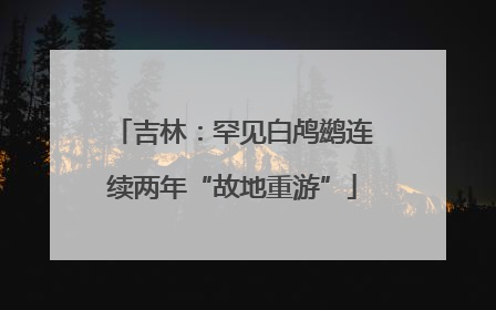 吉林：罕见白鸬鹚连续两年“故地重游”