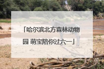 哈尔滨北方森林动物园 萌宝陪你过六一
