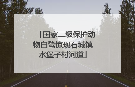 国家二级保护动物白鹭惊现石城镇水堡子村河道
