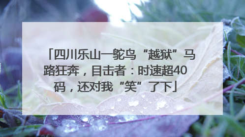 四川乐山一鸵鸟“越狱”马路狂奔，目击者：时速超40码，还对我“笑”了下