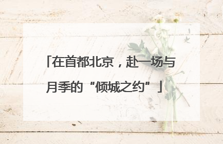在首都北京，赴一场与月季的“倾城之约”