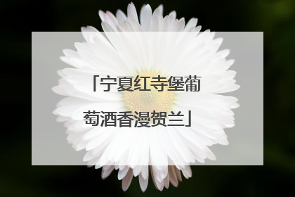 宁夏红寺堡葡萄酒香漫贺兰