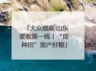 大众观察·山东麦收第一线丨“良种田”里产好粮