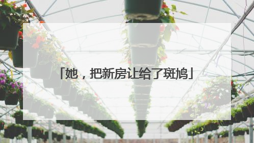 她，把新房让给了斑鸠