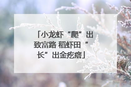 小龙虾“爬”出致富路 稻虾田“长”出金疙瘩