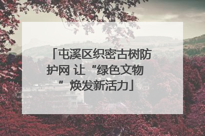 屯溪区织密古树防护网 让“绿色文物”焕发新活力