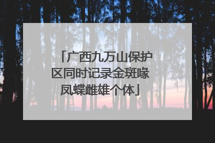 广西九万山保护区同时记录金斑喙凤蝶雌雄个体