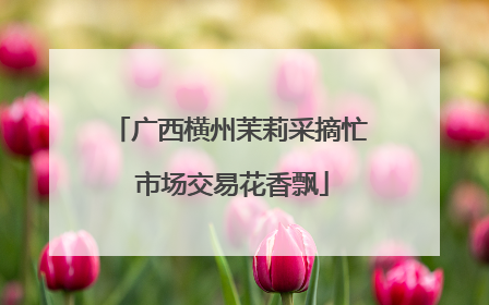 广西横州茉莉采摘忙 市场交易花香飘