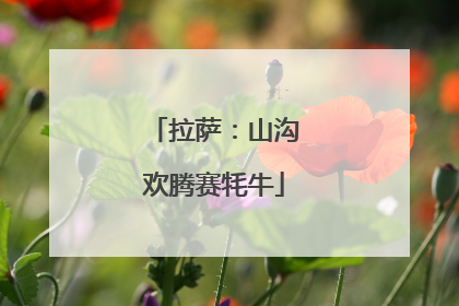拉萨：山沟欢腾赛牦牛