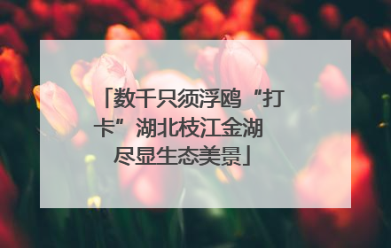 数千只须浮鸥“打卡”湖北枝江金湖 尽显生态美景