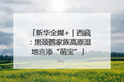 新华全媒+｜西藏：黑颈鹤家族高原湿地喜添“萌宝”