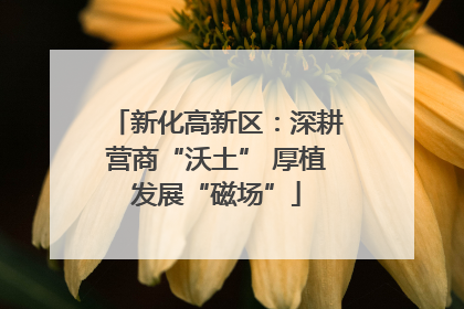新化高新区：深耕营商“沃土” 厚植发展“磁场”
