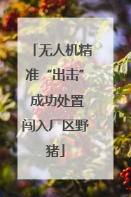 无人机精准“出击” 成功处置闯入厂区野猪