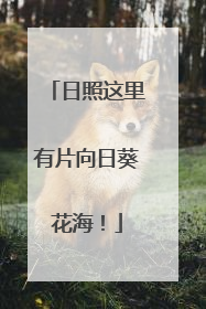 日照这里有片向日葵花海！