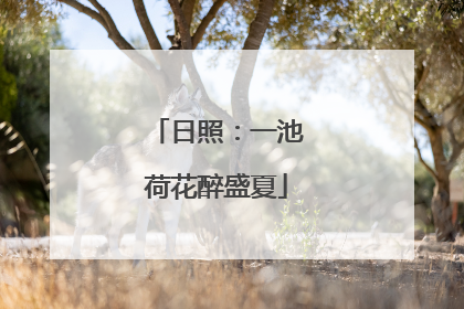 日照：一池荷花醉盛夏