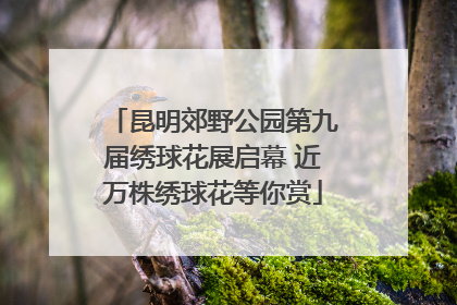 昆明郊野公园第九届绣球花展启幕 近万株绣球花等你赏