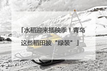 水稻迎来插秧季！青岛这些稻田披“绿装”
