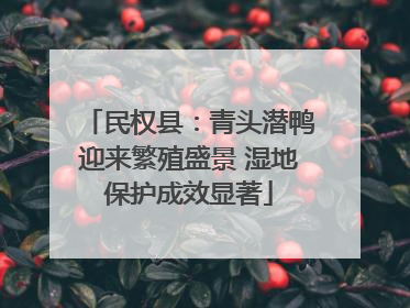 民权县：青头潜鸭迎来繁殖盛景 湿地保护成效显著
