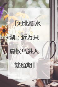 河北衡水湖：近万只夏候鸟进入繁殖期
