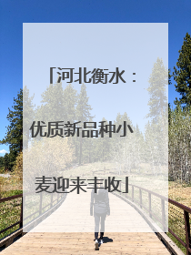 河北衡水：优质新品种小麦迎来丰收