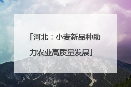 河北：小麦新品种助力农业高质量发展