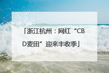 浙江杭州：网红“CBD麦田”迎来丰收季