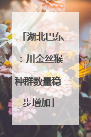 湖北巴东：川金丝猴种群数量稳步增加