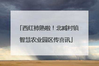 西红柿熟啦！北臧村镇智慧农业园区传喜讯