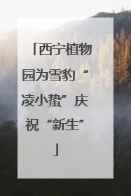 西宁植物园为雪豹“凌小蛰”庆祝“新生”