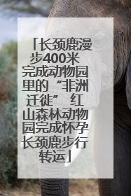 长颈鹿漫步400米完成动物园里的“非洲迁徙” 红山森林动物园完成怀孕长颈鹿步行转运