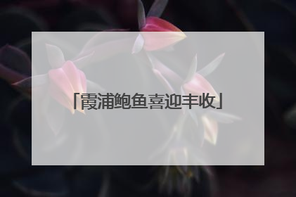 霞浦鲍鱼喜迎丰收