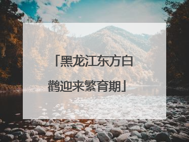 黑龙江东方白鹳迎来繁育期