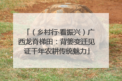 （乡村行·看振兴）广西龙脊梯田：背篓变迁见证千年农耕传统魅力